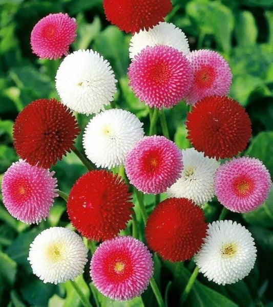 Daisy Pomponette Mix Seeds (गुलबहार) | Flower Seeds(250-300seeds)