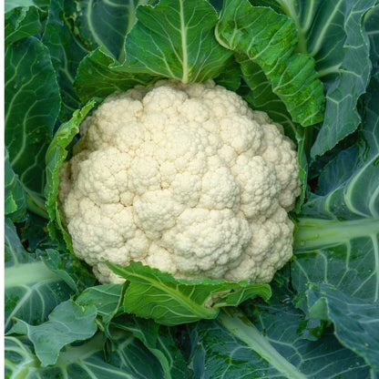 Cauliflower Fool Gobhi F1 (फूल गोभी) | Vegetable Seeds(15-20 seeds)