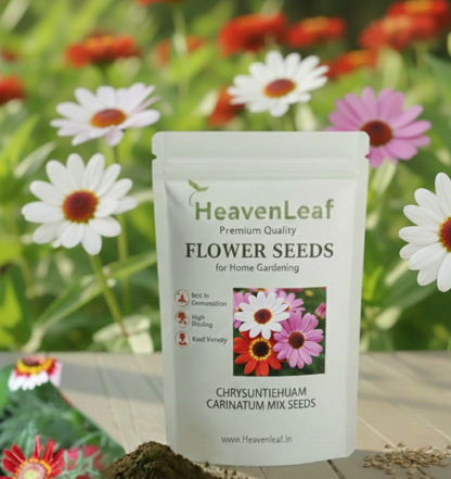 chryasanthemum carinatum mix seeds 180-200 seeds (Guldaudi/ Chandra Mallika/गुलदाउदी के बीज)