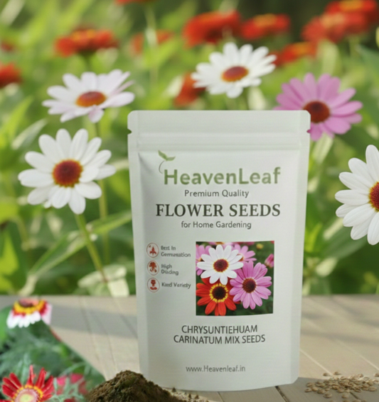 chryasanthemum carinatum mix seeds 180-200 seeds (Guldaudi/ Chandra Mallika/गुलदाउदी के बीज)