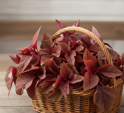 Red amaranth (lal bhaji) Seeds - 5g