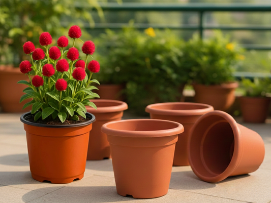 6-Inch Plastic Pot(pack of 5)