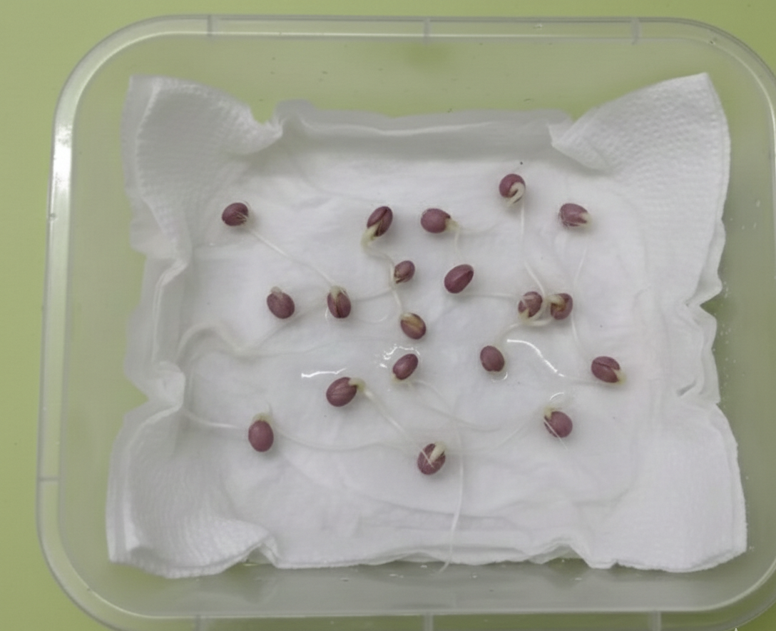 Gwar Phali F1  Seeds - 45 Seeds (Cluster Beans/क्लस्टर बीन्स/ग्वार फली के बीज)