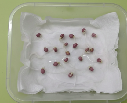 Gwar Phali F1  Seeds - 45 Seeds (Cluster Beans/क्लस्टर बीन्स/ग्वार फली के बीज)