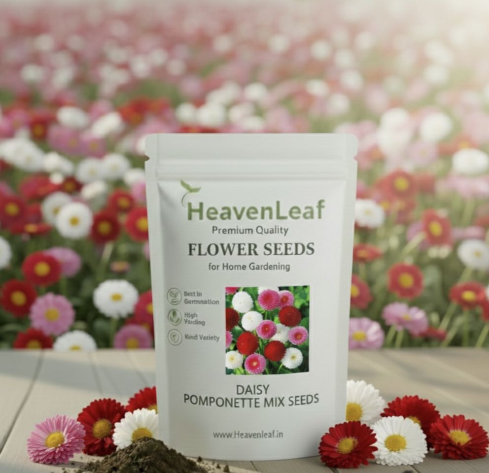 Daisy Pomponette Mix Seeds (गुलबहार) | Flower Seeds(250-300seeds)