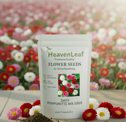 Daisy Pomponette Mix Seeds (गुलबहार) | Flower Seeds(250-300seeds)