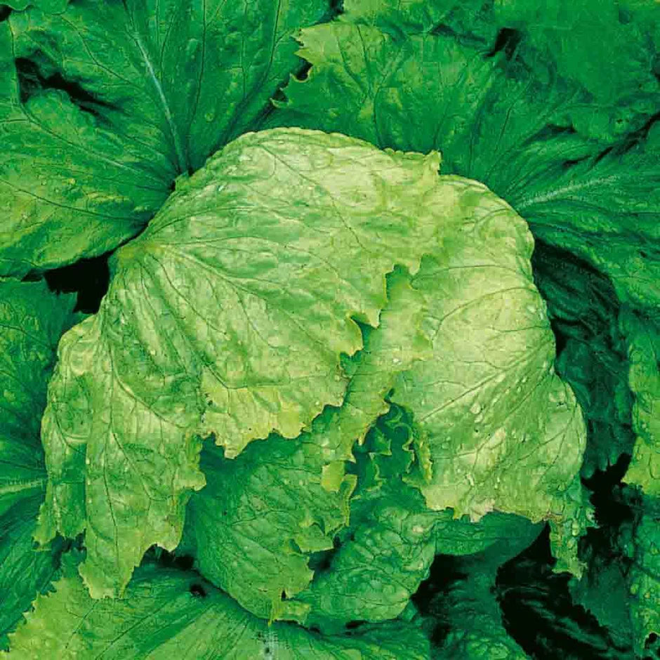 Lettuce Iceberg Seeds - 280 Seeds (Salad patta/सलाद पत्ता के बीज)