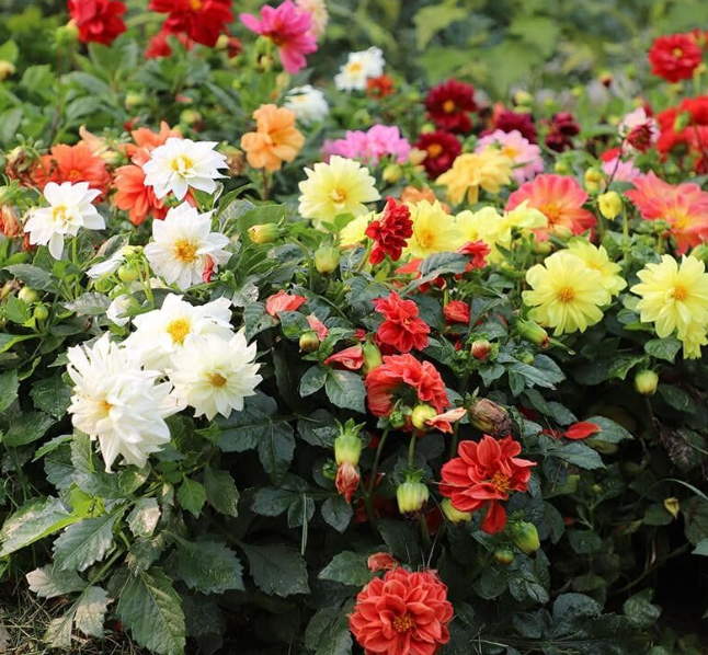 Dahlia Figaro Mixed Color Flower Seeds (30 Seeds) Easy To Grow, High Germination, Perfect for pots