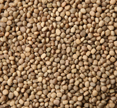 Gwar Fali (Cluster Bean) seeds  100gm