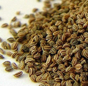 celery seeds(800seeds)