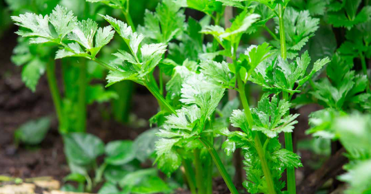 celery seeds(800seeds)