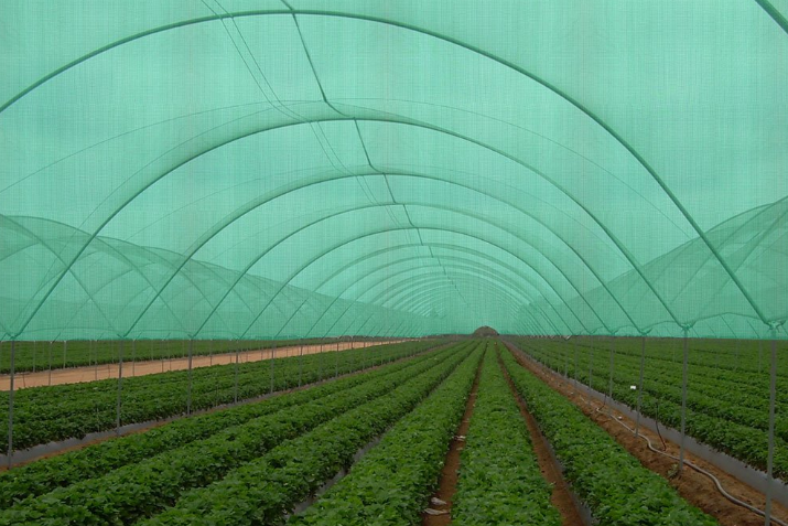 Green Shade Net 75% for Home and Garden (3.5m X 3m)