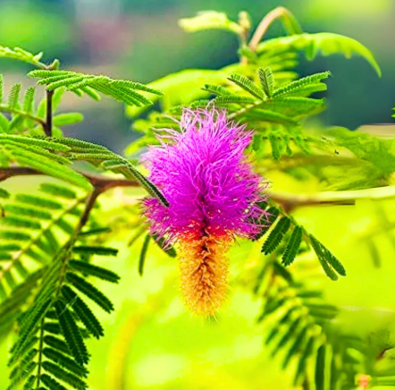 Shami (Khejri) plant Seeds( 8-10 Seeds)