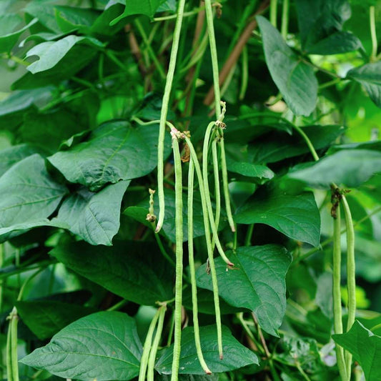Cowpea Seeds (लोबिया) | Vegetable Seeds(25-30 seeds)
