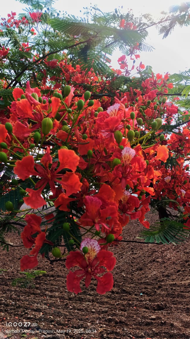 Gulmohar / Flame Tree / Royal Poinciana(10-12 seeds)