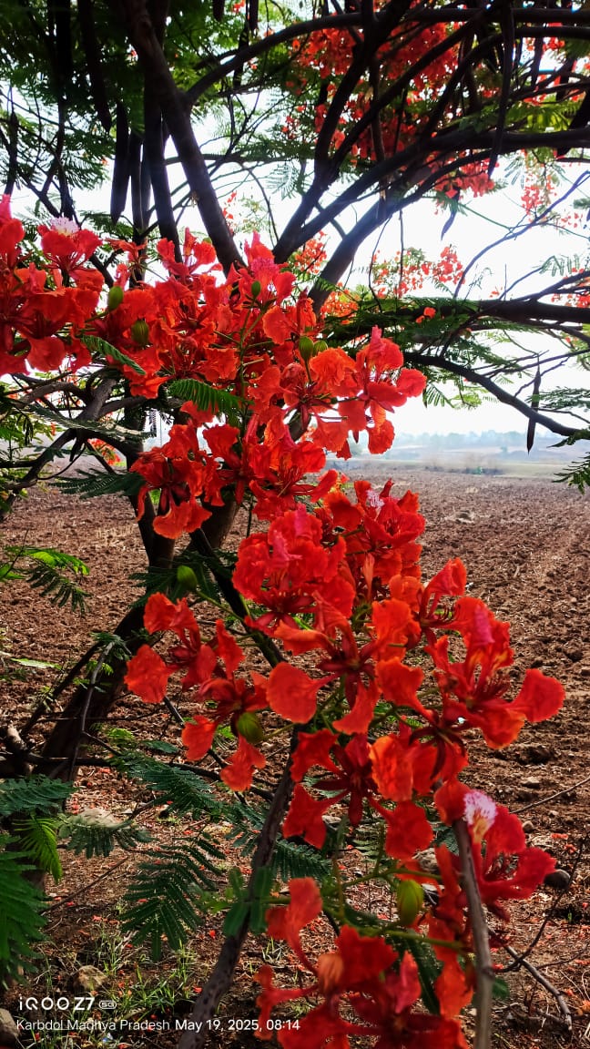 Gulmohar / Flame Tree / Royal Poinciana(10-12 seeds)