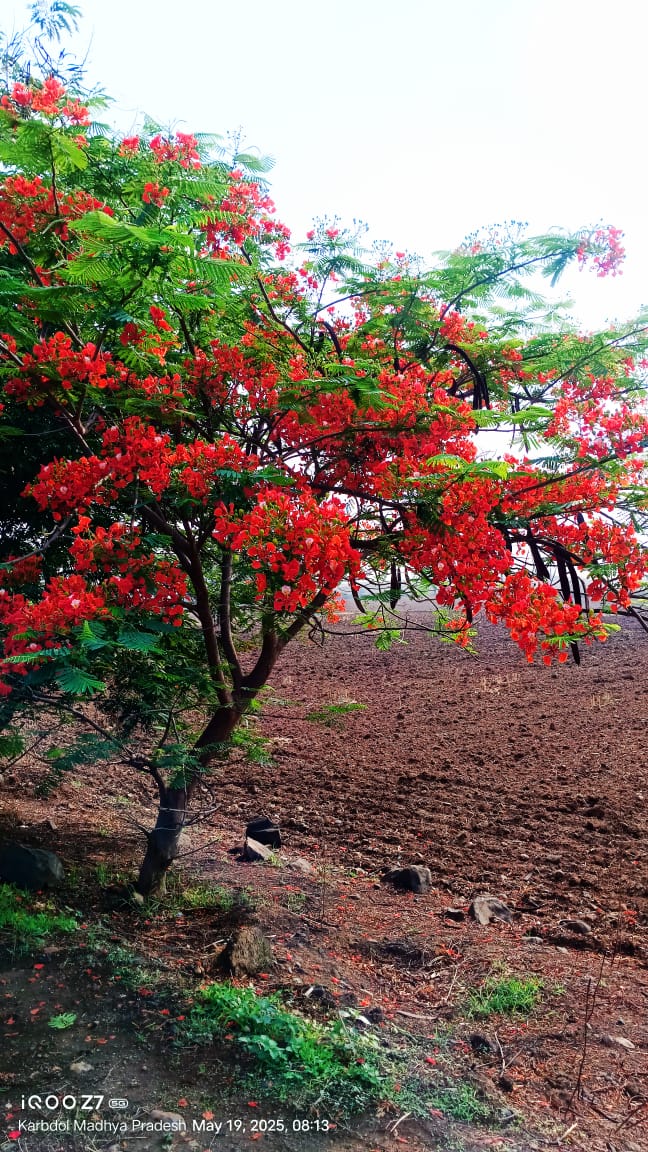Gulmohar / Flame Tree / Royal Poinciana(10-12 seeds)
