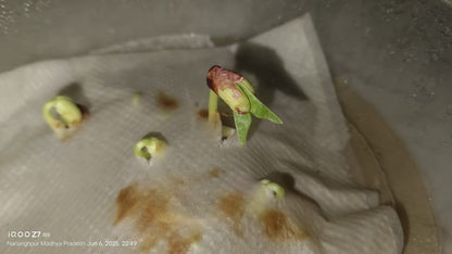 Cowpea Seeds (लोबिया) | Vegetable Seeds(25-30 seeds)