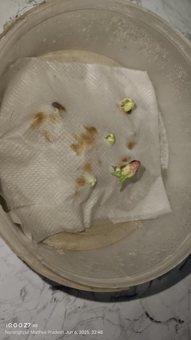 Cowpea Seeds (लोबिया) | Vegetable Seeds(25-30 seeds)