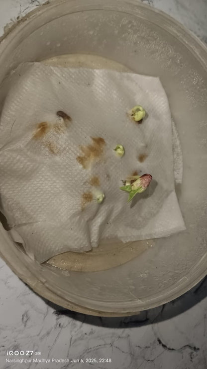 Cowpea Seeds (लोबिया) | Vegetable Seeds(25-30 seeds)