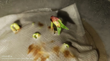 Cowpea Seeds (लोबिया) | Vegetable Seeds(25-30 seeds)