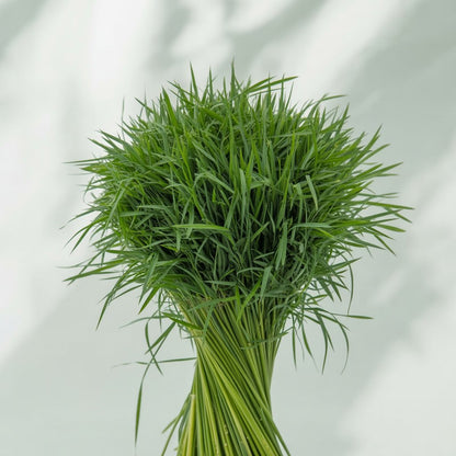 Doob Grass Seed 5g