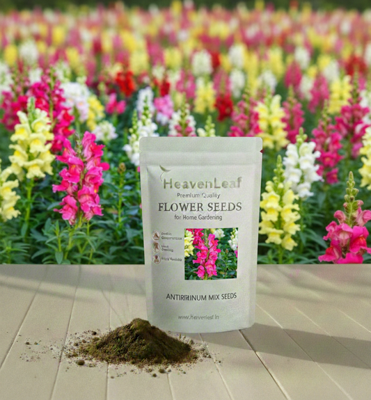 Antirrhinum Mix seeds(350-400seeds)