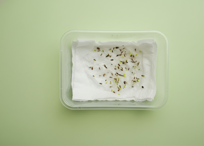 Aster Formula Mix Seeds (100 Seeds)