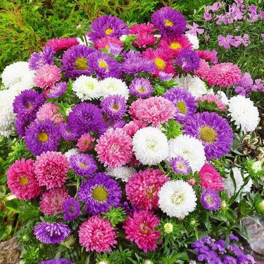 Aster Formula Mix Seeds (100 Seeds)