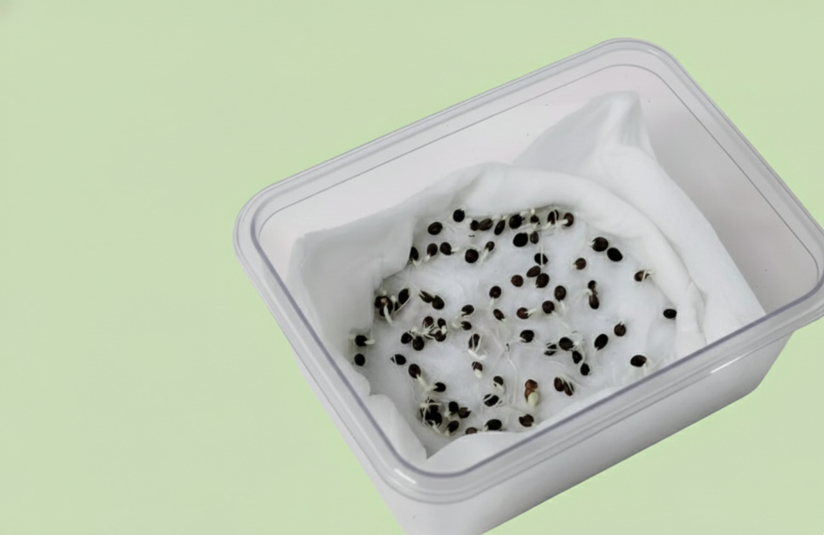 Balsam Camellia Flowered Mix Seeds - 100 Seeds (Gulmehndi/गुलमेहंदी के बीज)