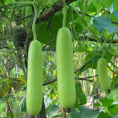 Bottle Gourd Lauki Long F1 (लौकी) | Vegetable Seeds(10-12 seeds)
