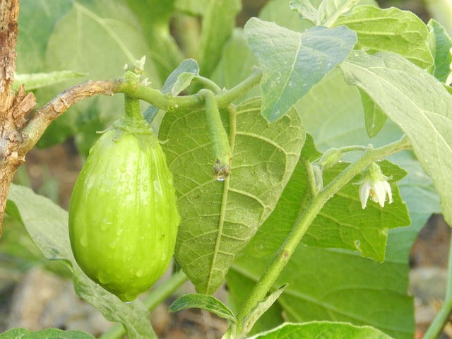 Brinjal Long Green ( हरा बैंगन) | Vegetable Seeds(25-30 seeds)