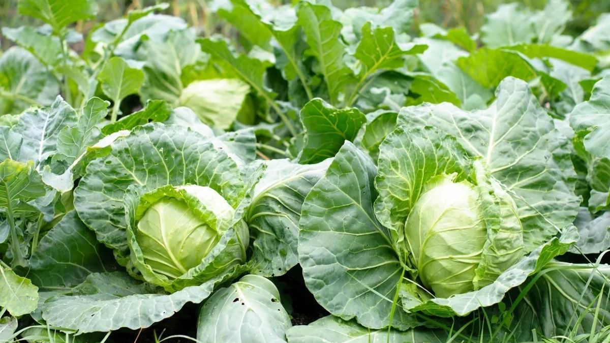 Cabbage Band Gobhi (बंद गोभी) | Vegetable Seeds(15-20 seed)
