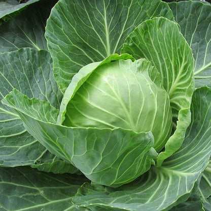 Cabbage Band Gobhi (बंद गोभी) | Vegetable Seeds(15-20 seed)