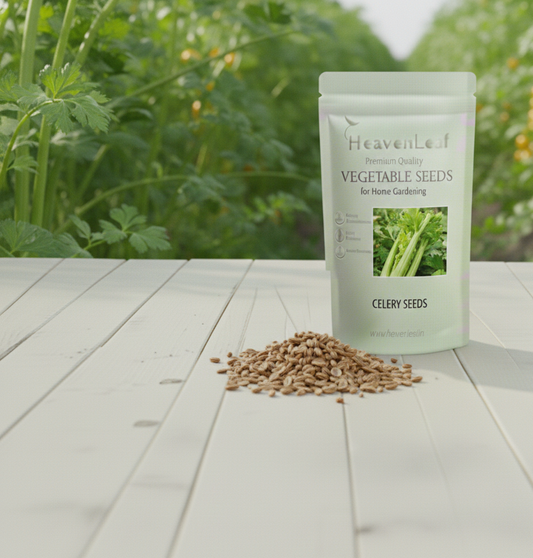 celery seeds(800seeds)