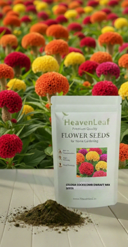 Celosia Cockscomb Dwarf Mix Seeds(150-200 seeds)