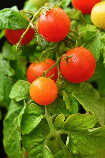 Tomato  (टमाटर) | Vegetable Seeds(50-60 seeds)