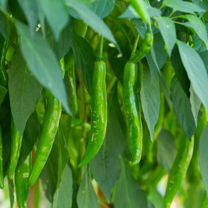 Chilli Dark Green (High Spicy) F1 Hybrid Seeds - (50 Seeds) High Yield | High Germination |  for Home Gardens
