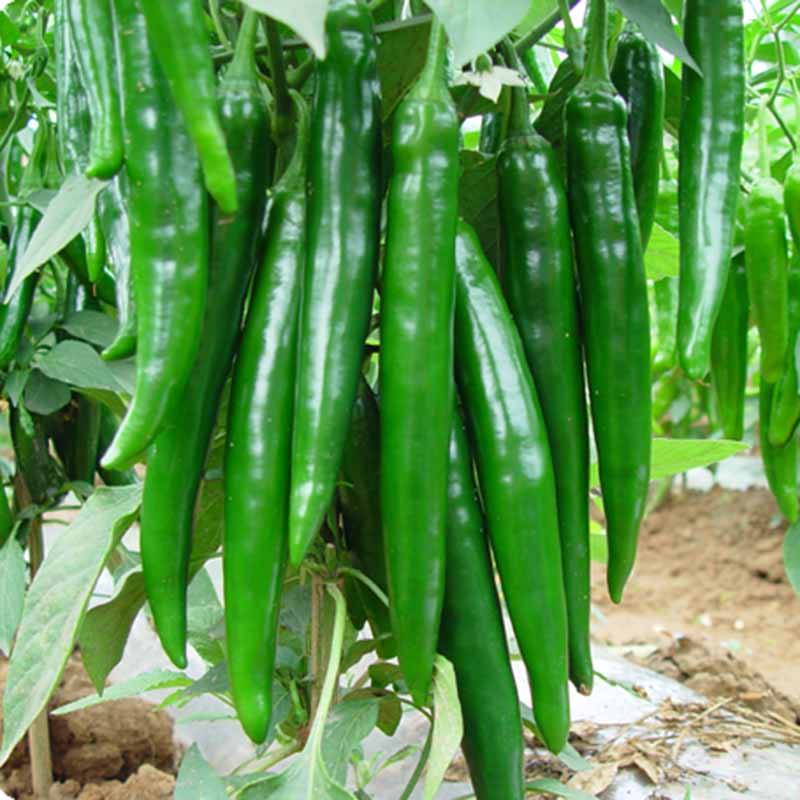 Chilli Dark Green (High Spicy) F1 Hybrid Seeds - (50 Seeds) High Yield | High Germination |  for Home Gardens