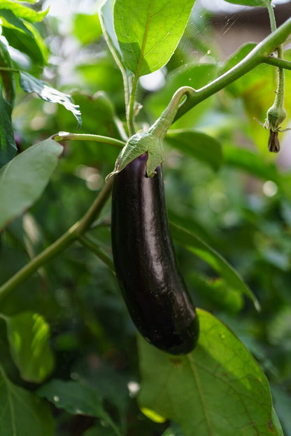 Brinjal Black Long Baingan (बैंगन) | Vegetable Seeds(30-35 seeds)