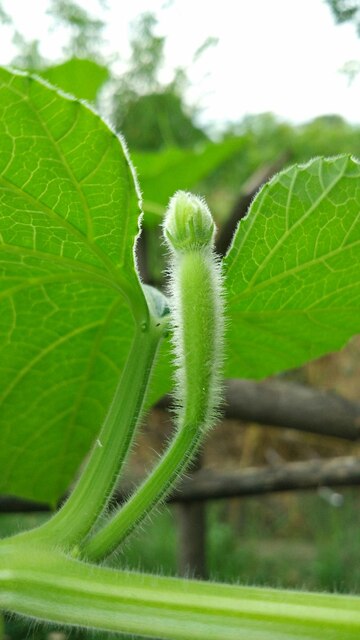Sponge Gourd Turai Tori (तोरी) | Vegetable Seeds(15-20 seeds)