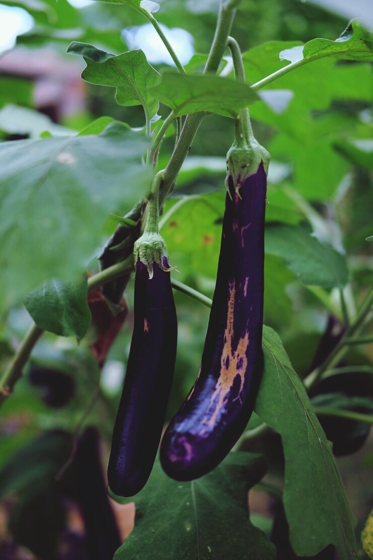 Brinjal Black Long Baingan (बैंगन) | Vegetable Seeds(30-35 seeds)