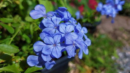 Phlox Beauty Dwarf Blue Seeds (200 Seeds)