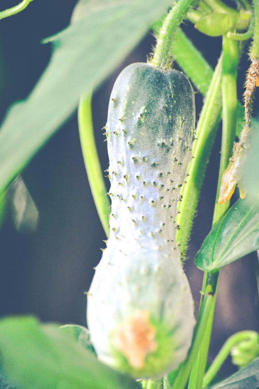 Green Cucumber Seeds Long (हरी खीरा) | Vegetable Seeds(30-35 seeds)