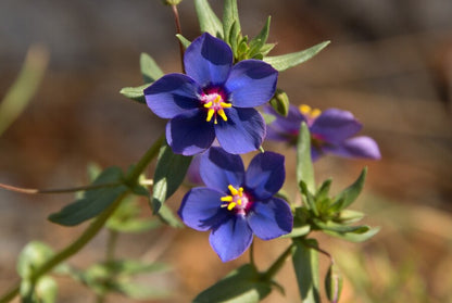 Vinca blue Hybrid Seeds(15-20seeds)
