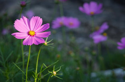 Cosmos Sensation Mixed Seeds (100 Seeds)