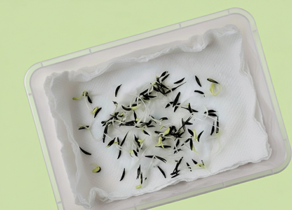 Cosmos Sensation Mixed Seeds (100 Seeds)