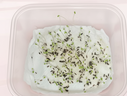 Chrysanthemum Paludosam White Seeds (गुलदाउदी) | Flower Seeds(180-200seeds)