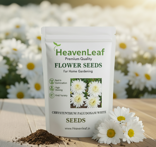 Chrysanthemum Paludosam White Seeds (गुलदाउदी) | Flower Seeds(180-200seeds)