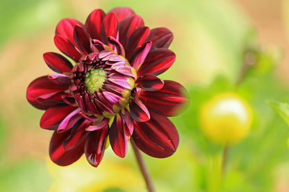 Dahlia Seeds (डहलिया) | Flower Seeds(250-300seeds)
